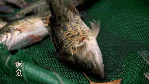  鱖魚